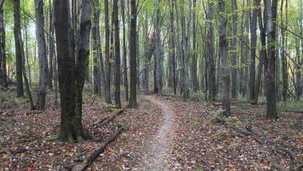 Wooded singletrack on the moderate trail at Chestnut Ridge Metro Park