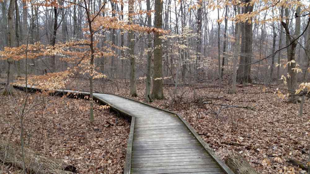 An elevated trail going through a wooded swamp at Blacklick Metro Park