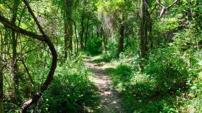 Singletrack mountain bike trail through dense vegetation at Chestnut Ridge Metro Park